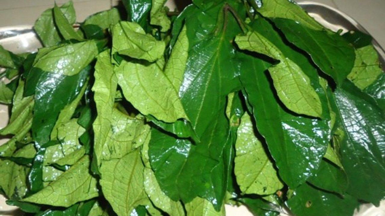Ugu leaf